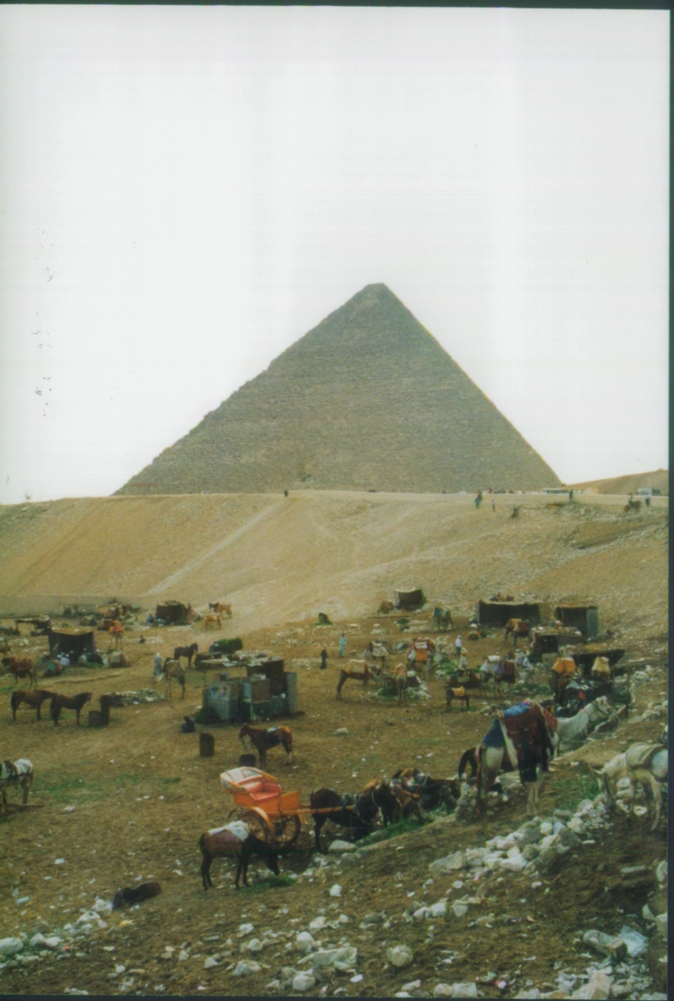 Animal Area at Pyramids of Giza Egypt 1998