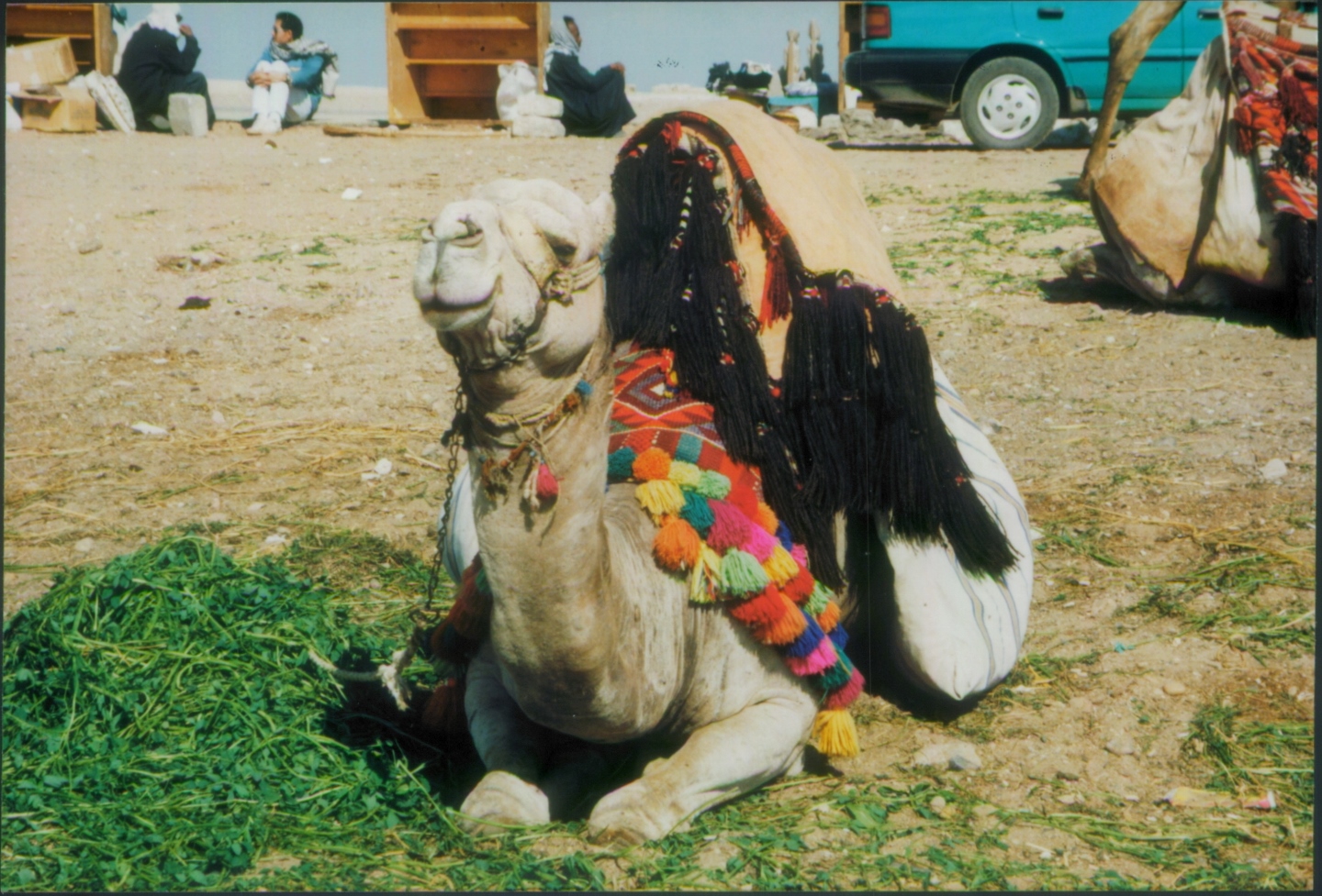 Camel at Pyramids of Giza Egypt 1998