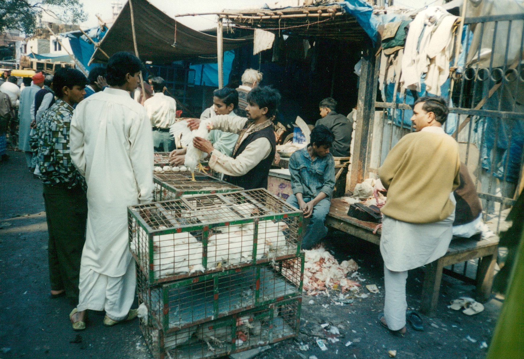 Chicken Market India 1997