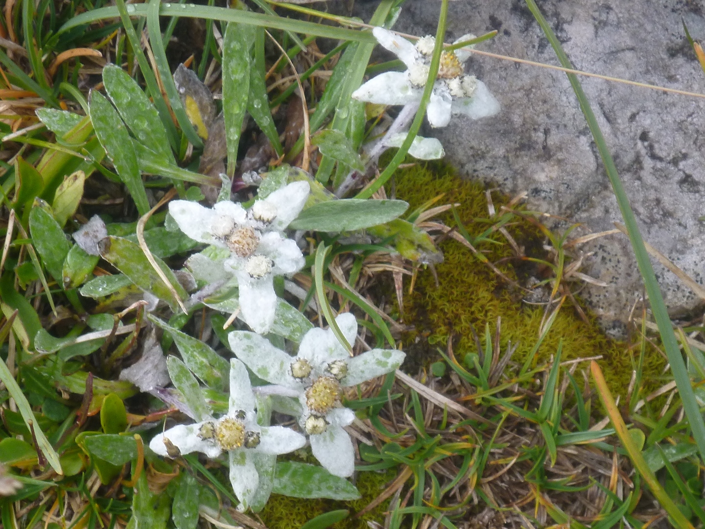 edelweiss flower trekking in dolomites italy aug 2014
