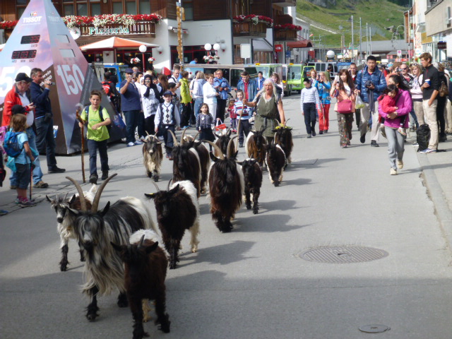 goat parade zermatt switzerland aug 2014