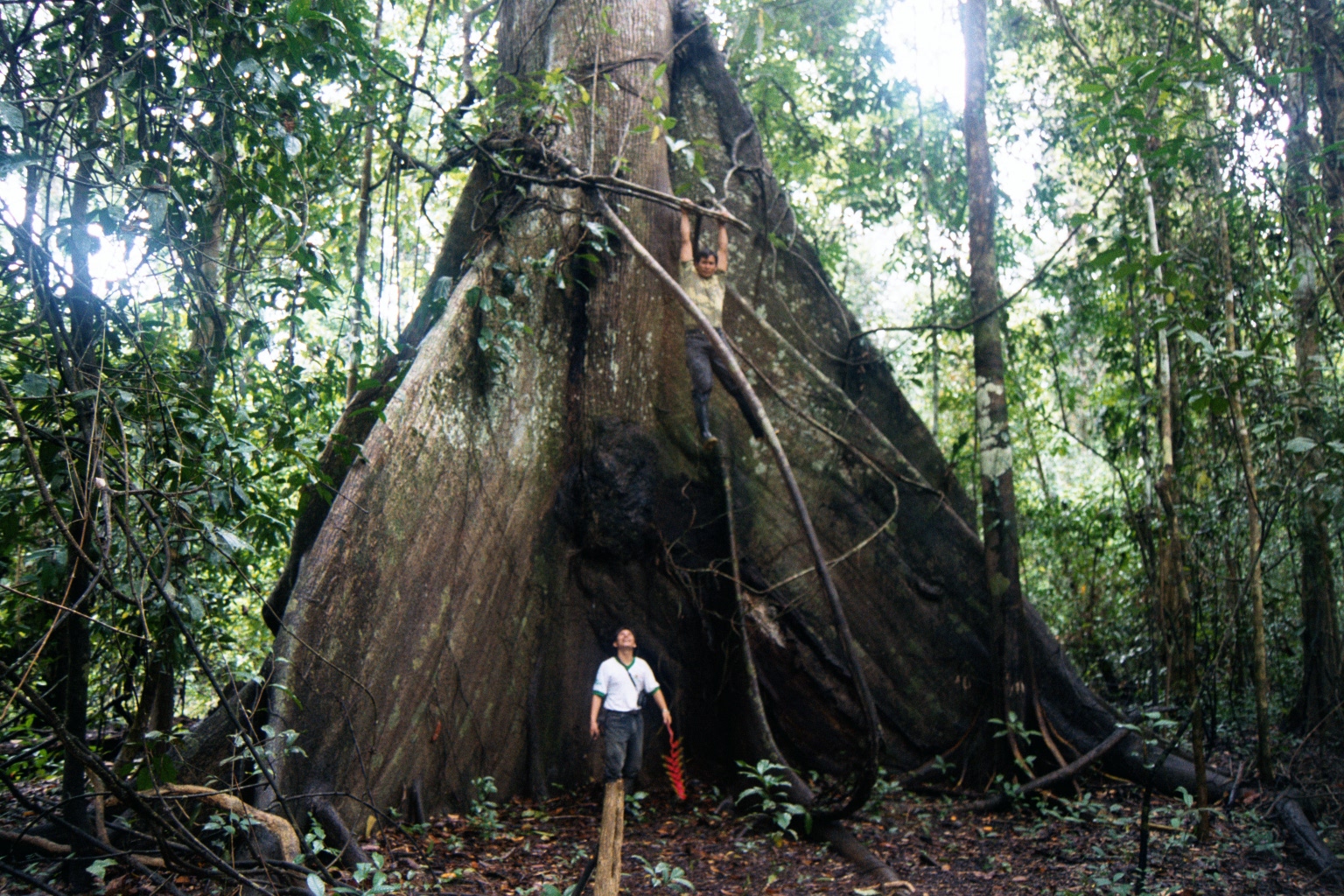 Giant tree in amazon on Sinchucuy lodge jungle trek