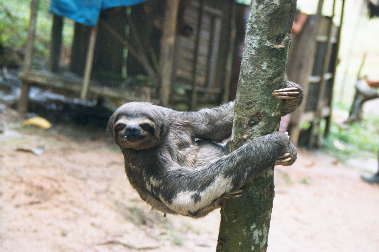 sloth sinchucuy amazon lodge peru feb 2002