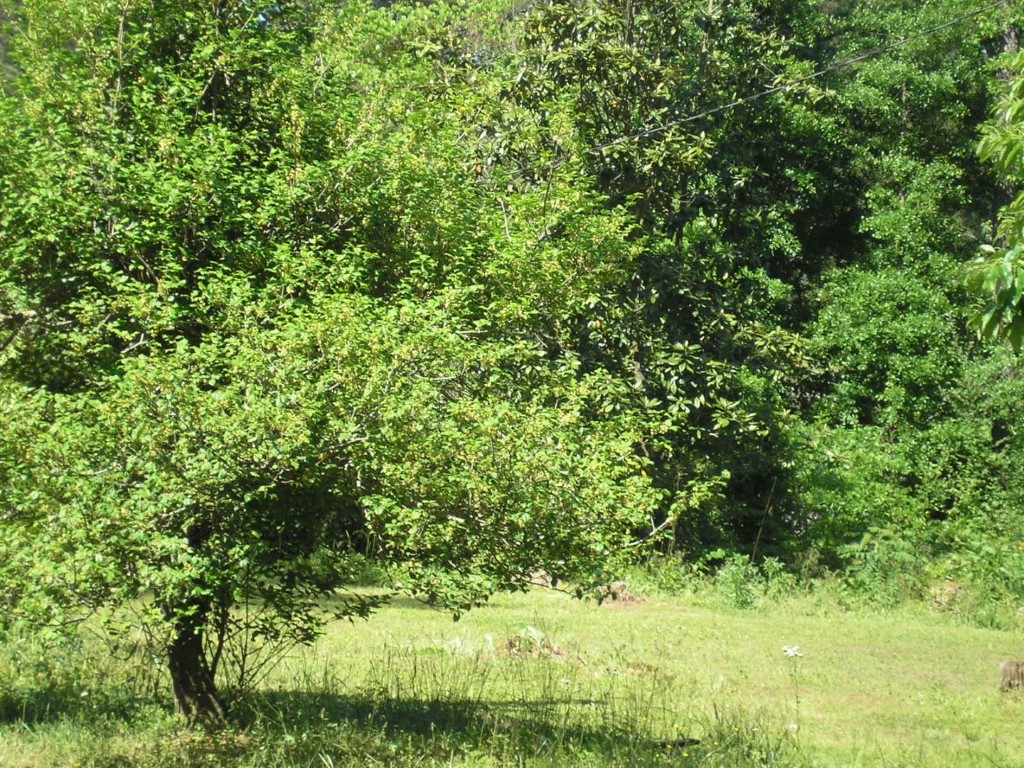 Abernathy Rd - Sandy Springs, Georgia - Apr 2006