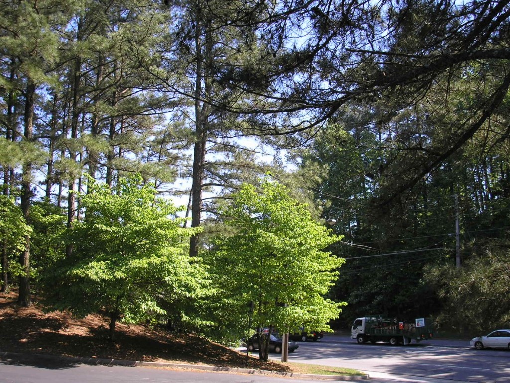 Abernathy Rd - Sandy Springs, Georgia - Apr 2006
