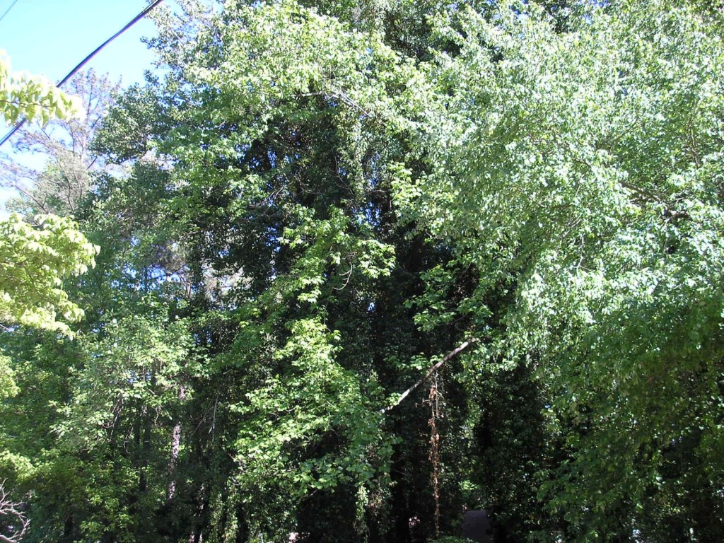 Abernathy Rd - Sandy Springs, Georgia - Apr 2006