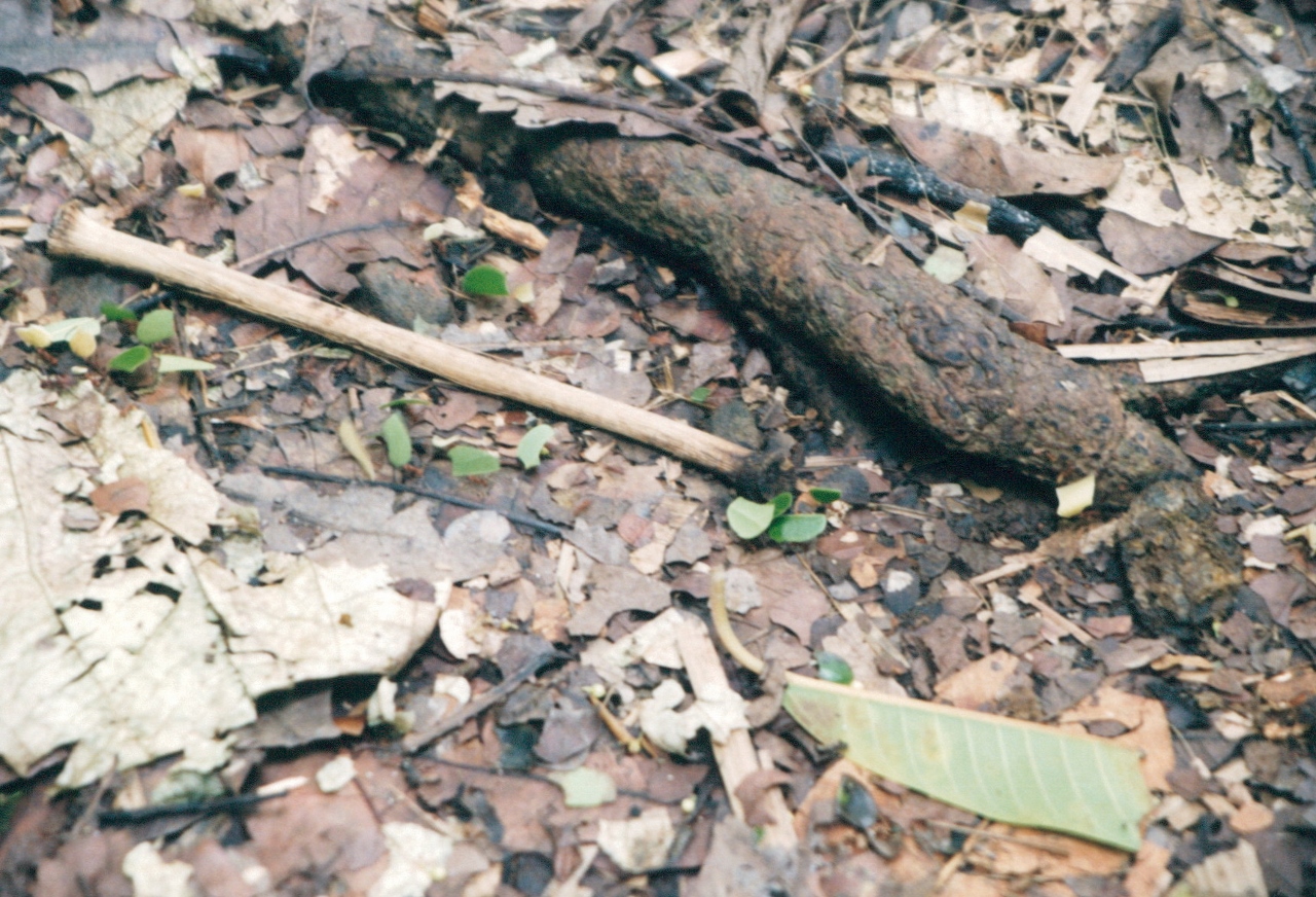 leafcutter_ants_panama_1998.jpg